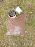 image of grave number 654955